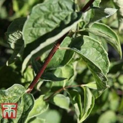 Philadelphus 'Albatre' 8 Philadelphus 'Albatre' -Greenworld Zone PHIL T66362 C