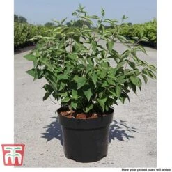 Philadelphus 'Albatre' 11 Philadelphus 'Albatre' -Greenworld Zone PHIL T66362 F