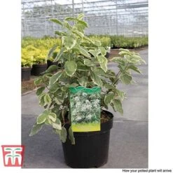 Philadelphus Coronarius 'Variegatus' -Greenworld Zone PHIL T66367 C1