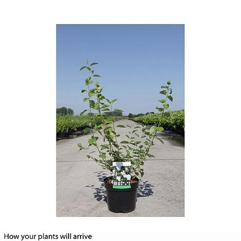 Philadelphus Innocence 2 Philadelphus Innocence - Image 2