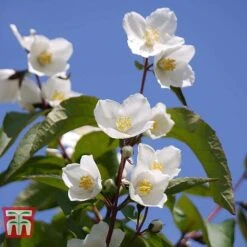 Philadelphus 'Starbright' -Greenworld Zone PHIL T66374 A