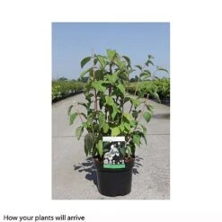 Philadelphus 'Starbright' -Greenworld Zone PHIL T66374 B h