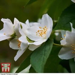 Philadelphus 'Starbright' -Greenworld Zone PHIL T66374 C