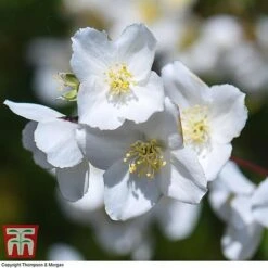 Philadelphus 'Starbright' -Greenworld Zone PHIL T66374 I
