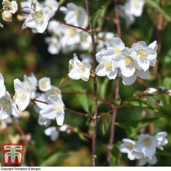 Philadelphus 'Starbright' -Greenworld Zone PHIL T66374 J