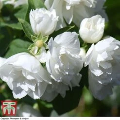 Philadelphus 'Virginal' -Greenworld Zone PHIL T68144 H