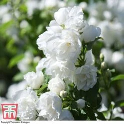 Philadelphus 'Virginal' -Greenworld Zone PHIL T68144 I