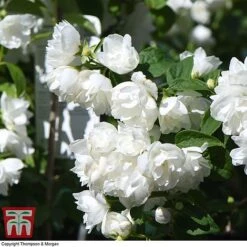 Philadelphus 'Virginal' -Greenworld Zone PHIL T68144 J