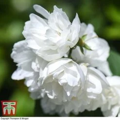 Philadelphus 'Virginal' -Greenworld Zone PHIL T68144 N