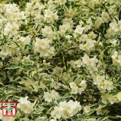 Philadelphus Coronarius 'Variegatus' -Greenworld Zone PHIL t66367 D
