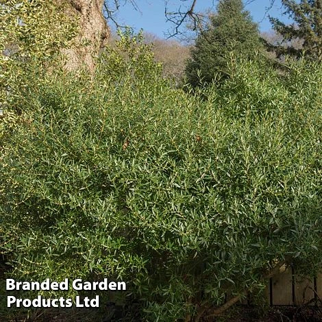 Phillyrea Angustifolia 1 Phillyrea Angustifolia