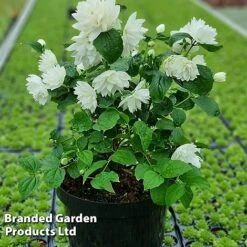 Philadelphus 'Pearls Of Perfume' -Greenworld Zone PHIL PEARLPERF H41545