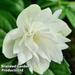 Philadelphus 'Pearls Of Perfume' -Greenworld Zone PHIL PEARLPERF H41546
