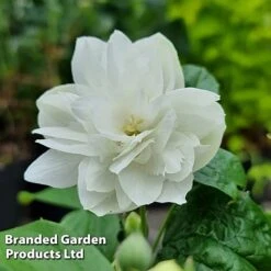 Philadelphus 'Pearls Of Perfume' -Greenworld Zone PHIL PEARLPERF H41547