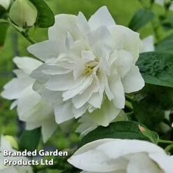 Philadelphus 'Pearls Of Perfume' -Greenworld Zone PHIL PEARLPERF H41548