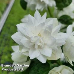 Philadelphus 'Pearls Of Perfume' -Greenworld Zone PHIL PEARLPERF H41549