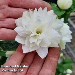 Philadelphus 'Pearls Of Perfume' -Greenworld Zone PHIL PEARLPERF H41551