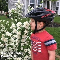 Philadelphus 'Pearls Of Perfume' -Greenworld Zone PHIL PEARLPERF H41553