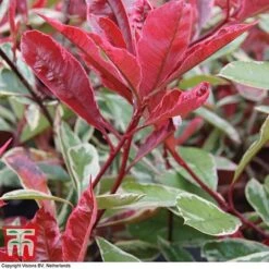Photinia X Fraseri 'Pink Marble' 7 Photinia X Fraseri 'Pink Marble' -Greenworld Zone PHOT T57870 B