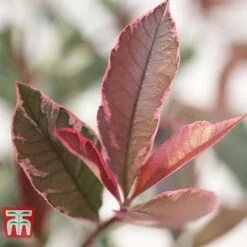 Photinia X Fraseri 'Pink Marble' 6 Photinia X Fraseri 'Pink Marble' -Greenworld Zone PHOT T57870 C