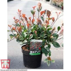 Photinia Fraseri 'Little Red Robin' 7 Photinia Fraseri 'Little Red Robin' -Greenworld Zone PHOT T68445 B
