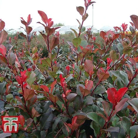 Photinia Fraseri 'Little Red Robin' 1 Photinia Fraseri 'Little Red Robin'