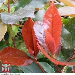 Photinia X Fraseri 'Scarlet Blaze' -Greenworld Zone PHOT TKA0787 C