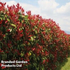 Evergreen Patio Shrub Collection -Greenworld Zone PHOT REDROBIN L17312