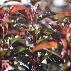 Physocarpus Opulifolius 'Diable D'Or' -Greenworld Zone PHYS T58248 B