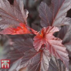 Physocarpus Opulifolius 'Diable D'Or' -Greenworld Zone PHYS T58248 D