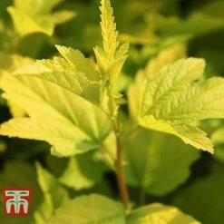 Physocarpus Opulifolius 'Angel Gold' -Greenworld Zone PHYS T66378 B