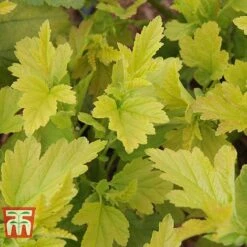 Physocarpus Opulifolius 'Angel Gold' -Greenworld Zone PHYS T66378 C