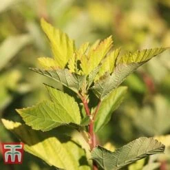 Physocarpus Opulifolius 'Angel Gold' -Greenworld Zone PHYS T66378 F