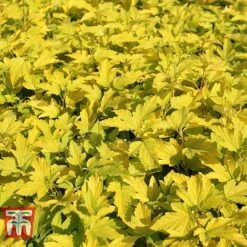 Physocarpus Opulifolius 'Angel Gold' -Greenworld Zone PHYS T66378 I