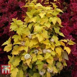 Physocarpus Opulifolius 'Angel Gold' -Greenworld Zone PHYS T66378 K
