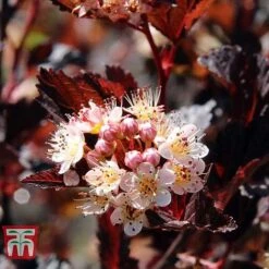 Physocarpus Opulifolius 'Summer Wine' -Greenworld Zone PHYS T66383 B