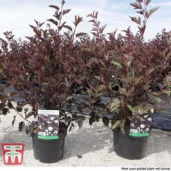 Physocarpus Opulifolius 'Summer Wine' -Greenworld Zone PHYS T66383 C