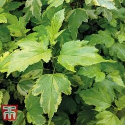 Physocarpus Opulifolius 'Annys Gold'