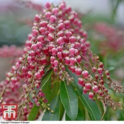 Pieris Japonica 'Passion' -Greenworld Zone PIER T58041 C