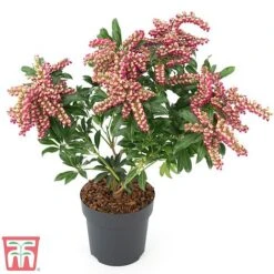 Pieris Japonica 'Passion' -Greenworld Zone PIER T58041 E