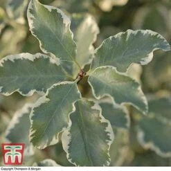 Pittosporum Tenuifolium 'Variegatum' -Greenworld Zone PITT T80318 B