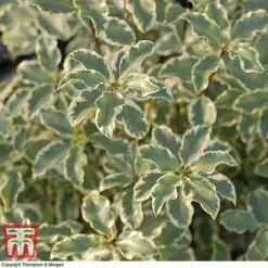 Pittosporum Tenuifolium 'Variegatum' -Greenworld Zone PITT T80318 D