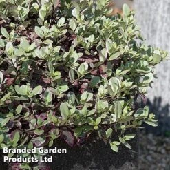 Pittosporum Tenuifolium 'Bannow Bay' 6 Pittosporum Tenuifolium 'Bannow Bay' -Greenworld Zone PITT BANNOWBAY S51057