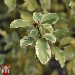Pittosporum Tenuifolium 'Variegatum' -Greenworld Zone PITT VARIEGATU W34587 TM