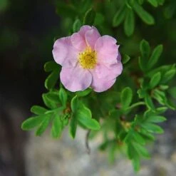 Potentilla Fruticosa 'Pink Paradise' 5 Potentilla Fruticosa 'Pink Paradise' -Greenworld Zone POTE T58122 C