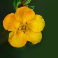 Potentilla Fruticosa 'Mango Tango' -Greenworld Zone POTE T62076 B