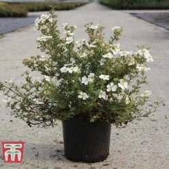 Potentilla Fruticosa 'White Lady' -Greenworld Zone POTE T62078 B
