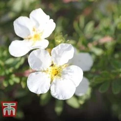 Potentilla Fruticosa 'White Lady' -Greenworld Zone POTE T62078 D