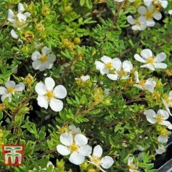 Potentilla Fruticosa 'White Lady' -Greenworld Zone POTE T62078 F