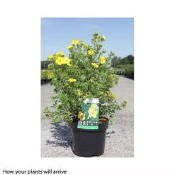 Potentilla Fruticosa 'Goldfinger' -Greenworld Zone POTE T66402 B h